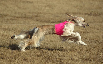 Lure coursing!