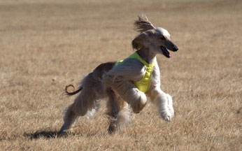 Lure coursing